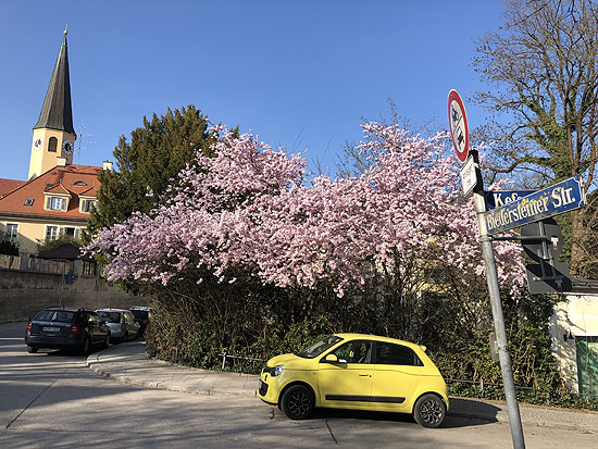Kirschblüten in Schwabing Ecke Feilitzschtr./Biedersteiner-/Keferstraße (Foto: Martin Schmitz)